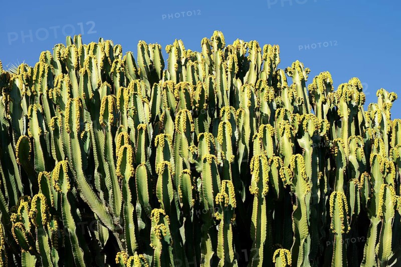 Candelabra spurge (Euphorbia candelabrum), Fuerteventura, Canary Islands, Spain