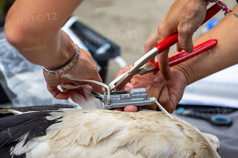 Fitting a GPS tracking device to a white stork, tagging white storks (Ciconia ciconia), Lake Constance region, Baden-Württemberg, Germany