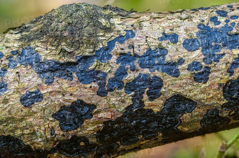 Exidia Friesiana, Exidia Pithya, softwood gland, tar stains jelly fungus, tar spot glandular, Tremella auricula-Judae var. pitya, fungi, fungi, mushrooms