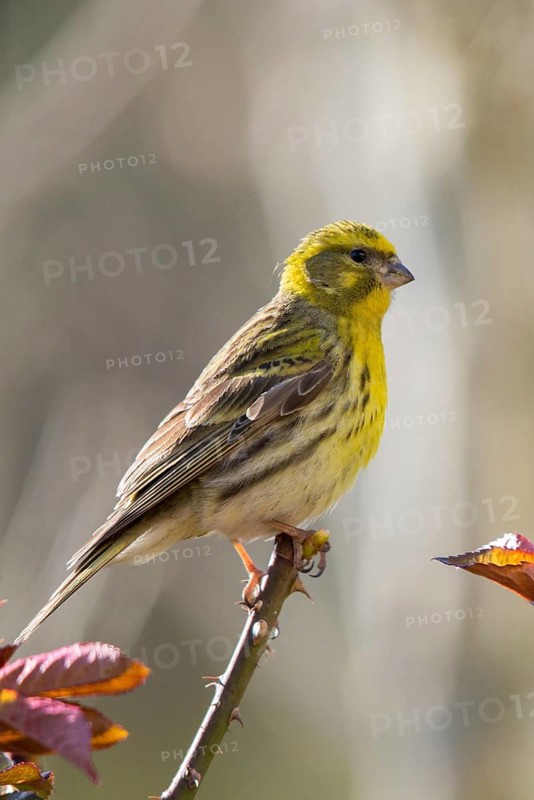 European Serin, serine, serinus serinus, birds, high size, portrait format, passeri, songbirds, birds