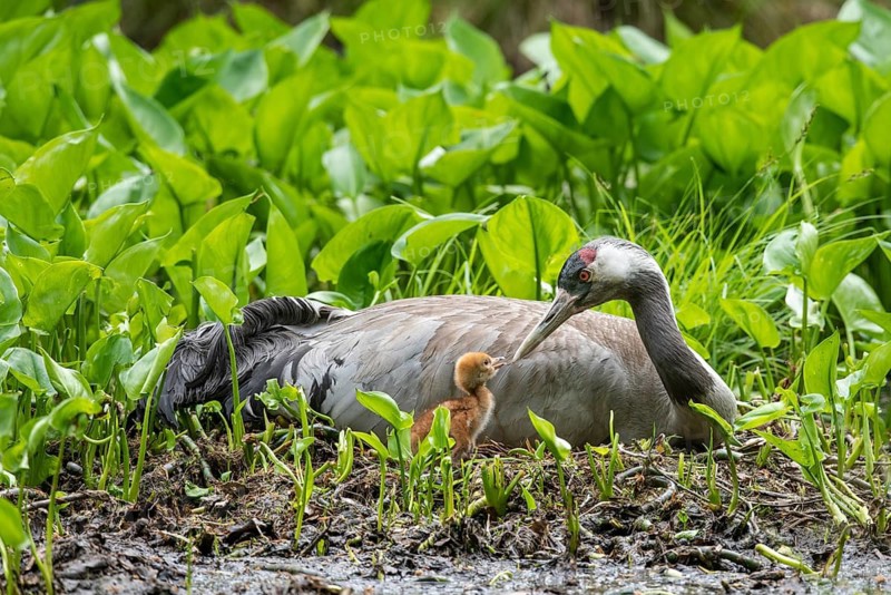 Crane (gurs grus) in nest with chicks, Feldberger Seenlandschaft, Mecklenburg-Vorpommern, Germany