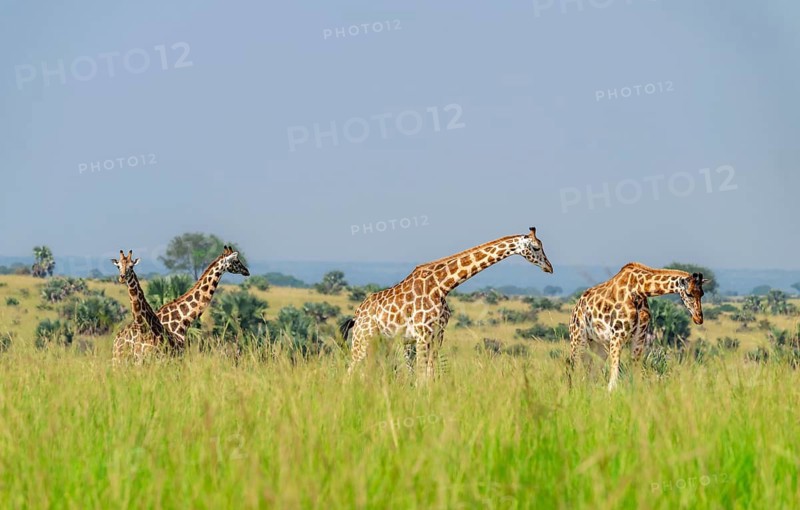 Rothschild's giraffes (Giraffa camelopardalis rothschildi) in green grass, Murchison Falls National Park, Uganda