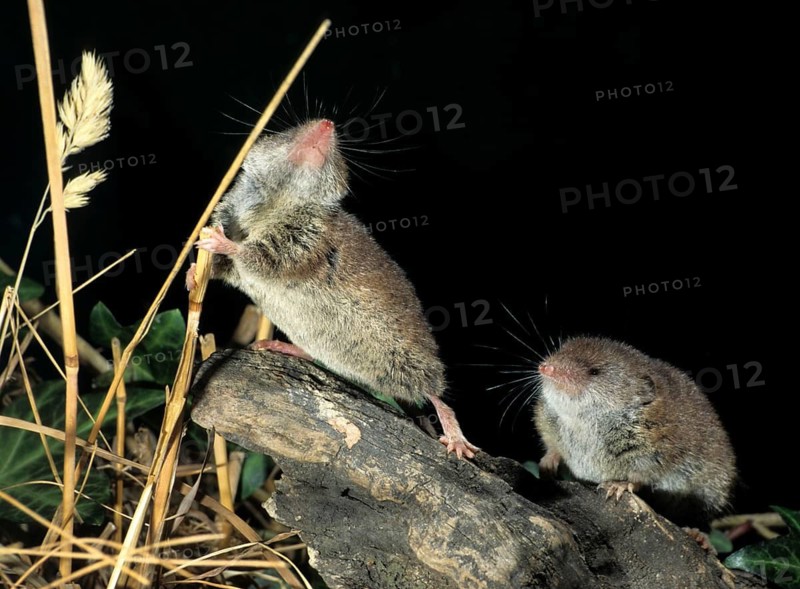 Crocidura Russula, Greater White-Toothed Shrew, House Shrew, Insectivora, Insectivora, Mammals, Shrew, Mammals