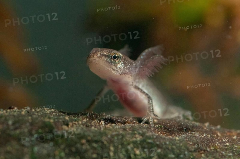 Lissotriton vulgaris meridionalis, Lissotriton vulgaris schreiberi, Schreiber's pond newt, smooth newt, pond newt spec., amphibians, caudata, adolescent, juvenile, larva, lurch, newt, tail amphibians, water newts