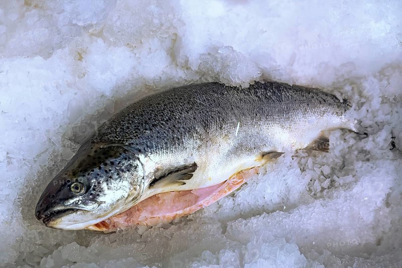 Atlantic salmon (Salmo salar) from aquaculture on ice in refrigerated counter Fish counter display from fishmonger Fish retail, food trade, wholesale, fish trade, speciality shop, Germany