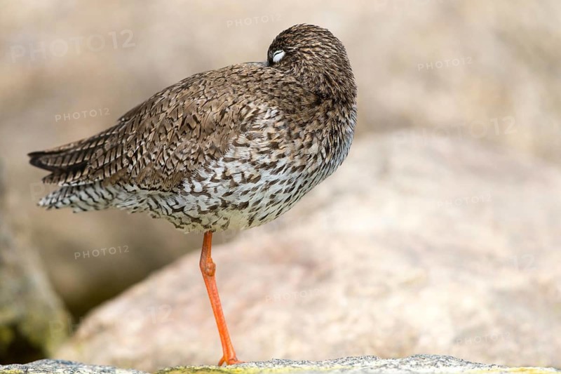 Redshank, redshank, tringa totanus, birds, charadriiformes, limikolen, sleep, snipe birds, scolopacidae, sleep, birds, waders, waders
