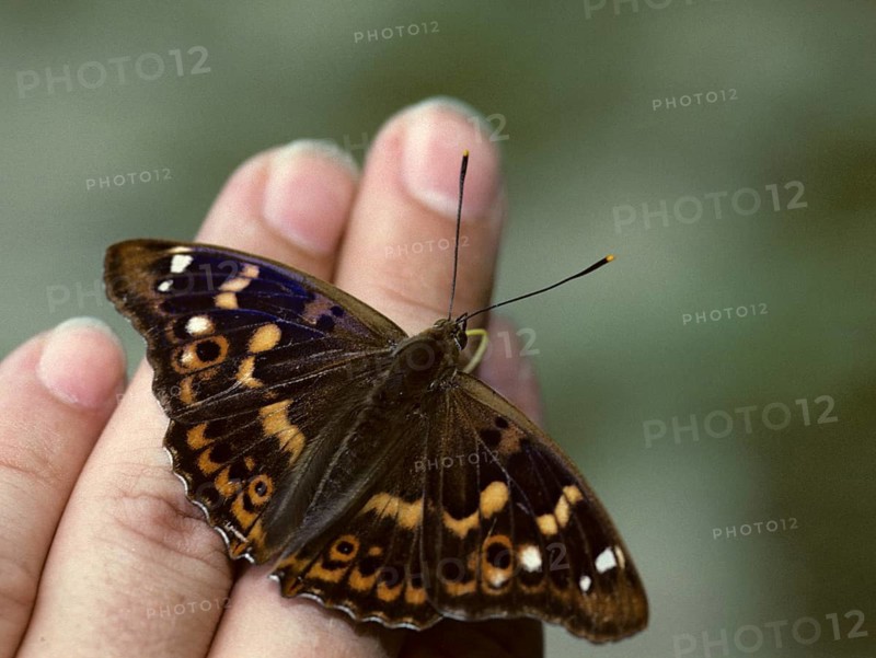 Apatura ilia, small iridescent butterfly, lesser purple emperor, butterfly, insects, leo, butterfly, butterflies