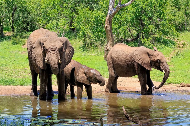 African elephant (Loxodonta africana), adult, female, mother, calf, by the water, drinking, three, Kruger National Park, Kruger National Park, South Africa