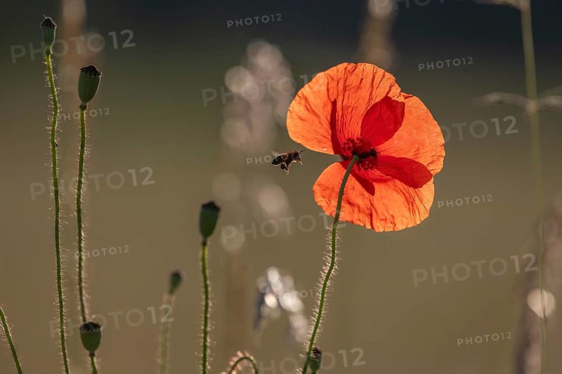 Red poppy stands alone in the field. A bee is sitting on a flower. The sky is clear and the sun is shining on the natural scene. Bas Rhin, Alsace, France