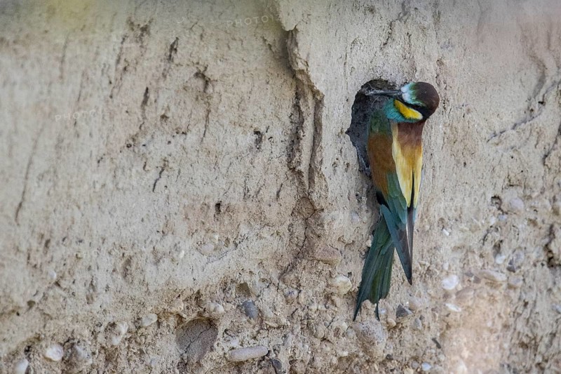 Bee-eater (Merops apiaster), Rhineland-Palatinate, Germany