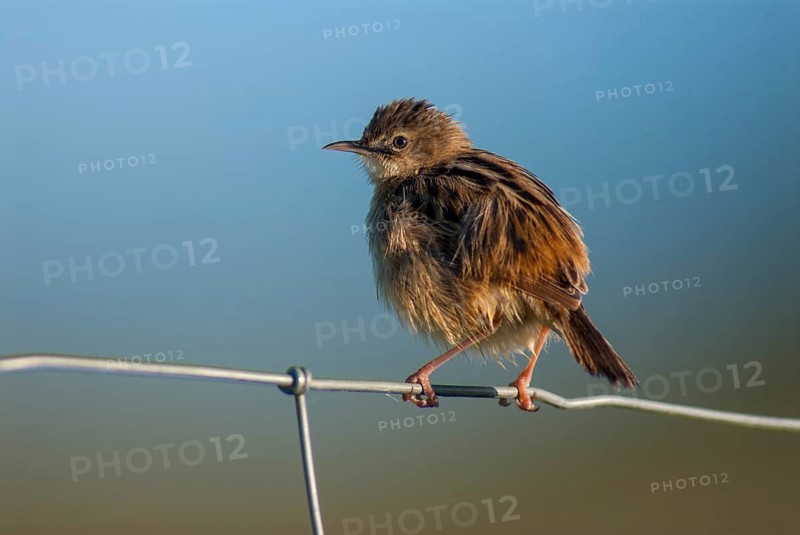 Cist-singers, cisticola juncidis, fan-tailed warblers, zitting cisticola, birds, extremadura, passeri, songbirds, Spain, birds