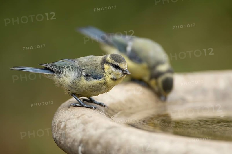 Blue tit (Cyanistes caeruleus) two adult garden birds drinking water from a bird bath, England, United Kingdom