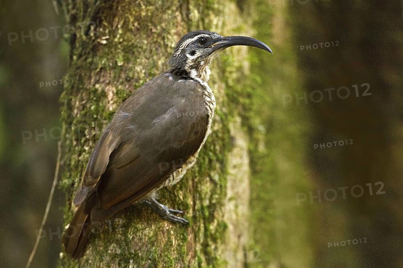 Paradise Riflebird (Ptiloris paradiseus) female, Queensland, Australia