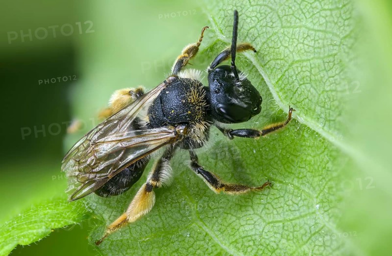 Andrena haemorrhoa, apidae, bees, early mining bee, hymenoptera, orange-tailed mining bee, redback sand bee, redheaded sand bee, sand bee, insects, insects