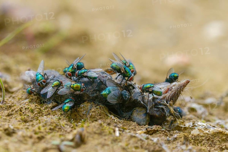 Calliphoridae, goldfly, Lucilia spec., blowflies, carrion, diptera, insects, carcass, shrew, dead, y12, two-winged