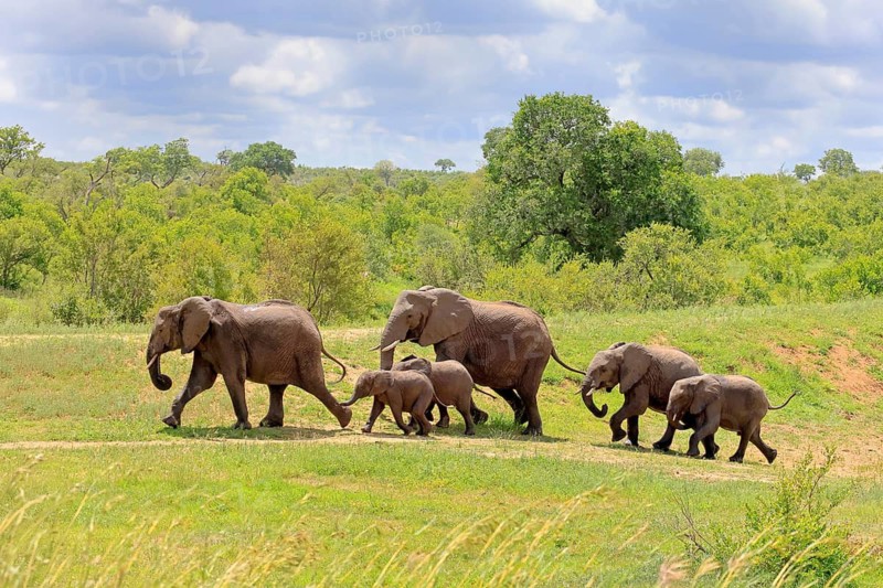 African elephant (Loxodonta africana), adult, calves, herd, walking, foraging, Kruger National Park, Kruger National Park, South Africa