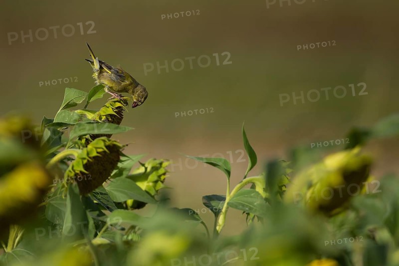 European greenfinch (Chloris chloris) adult male garden bird on a sunflower flower in summer, England, United Kingdom