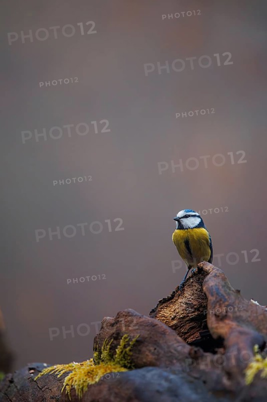A blue tit perches on a moss-covered branch against a blurred, natural background, blue tit (Cyanistes caeruleus) perched on a tree root, Baden-Württemberg, Germany