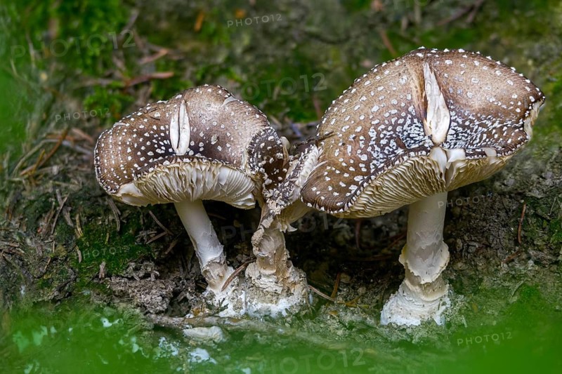 Amanita pantherina, amanita umbrina, toad stool, padden chair, panther mushroom, panther bulge, Saxon death, false blusher, fungi, fungus, panther amanita, panther cap, mushrooms