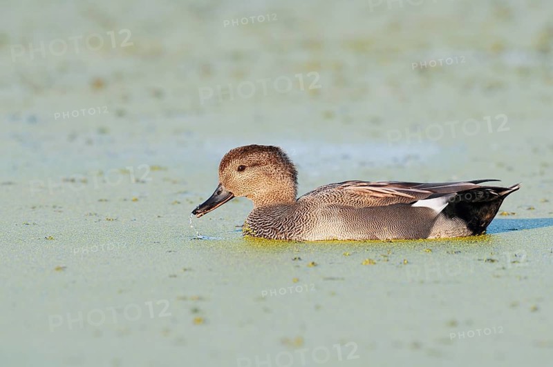 Gadwall (Mareca strepera, Anas strepera), a drake swimming on a pond covered with duckweed (Lemna), North Rhine-Westphalia, Germany