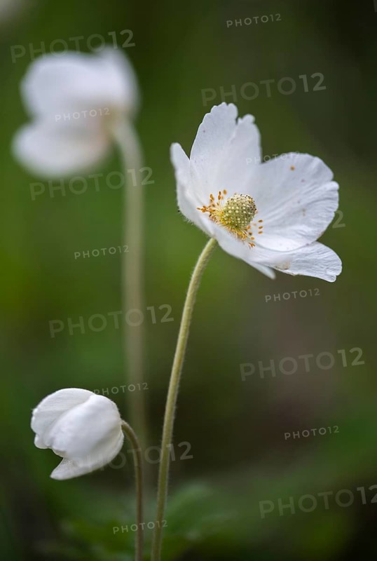 Anemone sylvestris, large anemone, buttercup family, ranunculaceae, forest anemone, anemone, anemone, flora, high size, portrait format, plants, snowdrop anemone, snowdrop windflower