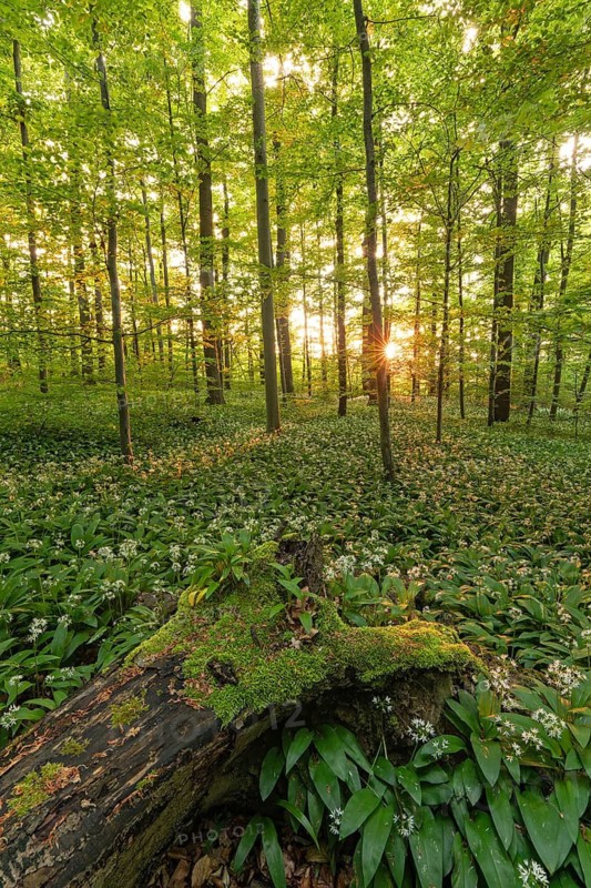 Sunlight through green forest with blooming wild garlic and mossy log in spring. Kirchheim unter Teck, Baden-Württemberg, Germany