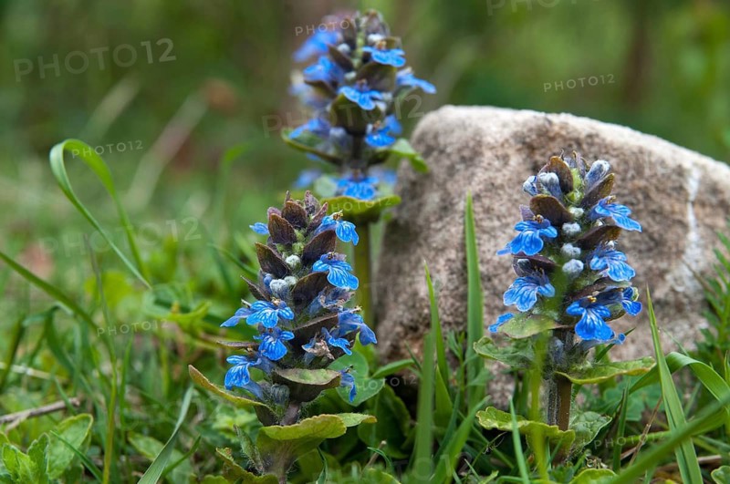 Ajuga Reptans, creeping Bugleweed, Lamiaceae, mint, blue bugle, bugle, bugleherb, bugleweed, carpet bugleweed, carpetweed, common bugle, flora, plants, plants