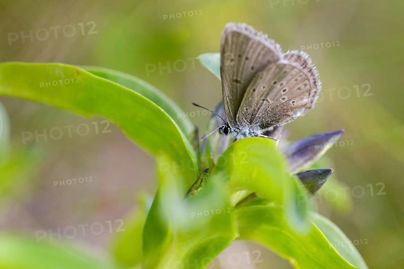 Glaucopsyche Alcon ssp. rebeli, glaucopsyche rebeli, cruciferous ant blue, maculinea rebeli, phengaris alcon ssp. rebeli, phengaris rebeli, butterfly, insects, butterfly, butterflies