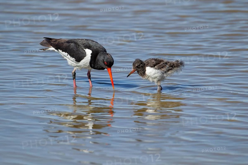Eurasian oystercatcher (Haematopus ostralegus) adult and juvenile baby wading birds in a shallow lagoon in summer, RSPB Minsmere nature reserve, Suffolk, England, United Kingdom