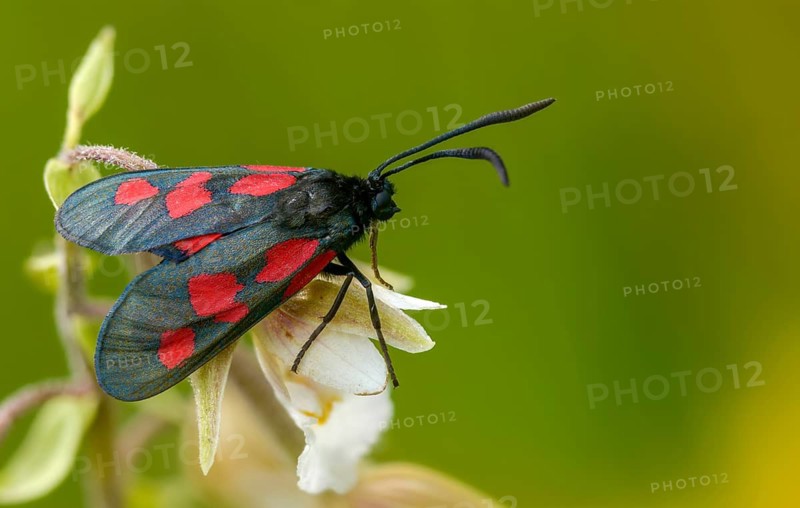 Common marsh root, epipactis palustris, wetland ram, five-spot burnet, clover ram, orchidaceae, orchids, orchid plants, swamp horn clover ram, swamp sitter, marsh worm, white marsh root, zygaena trifolii, blood droplets, butterfly, flora, insects, insects, bright marsh eborines, moths, moths, plants, butterfly, ram
