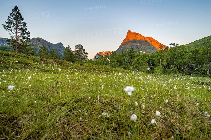Cotton grass in a meadow, picturesque mountain landscape in the Innerdalen high valley with Innerdalstårnet peak, in the evening light at sunset, Trollheimen Mountain Area, Sunndal, Møre og Romsdal, Norway
