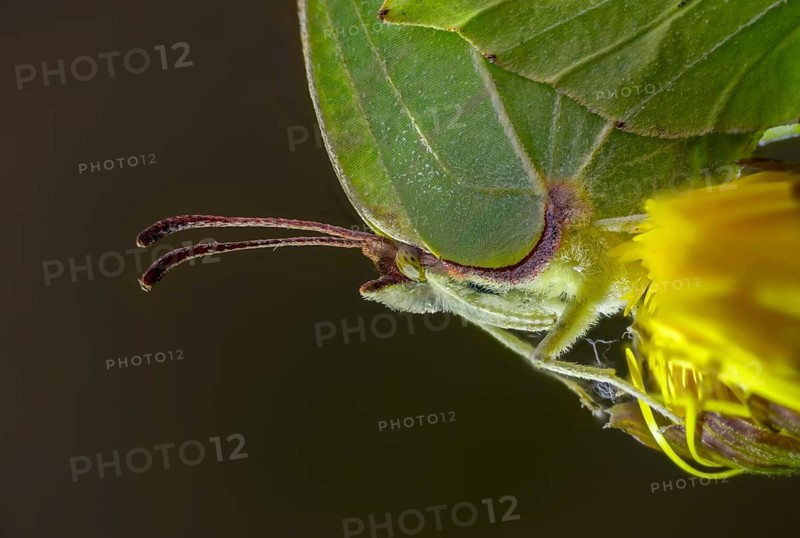 Brimestone, gonepteryx rhamni, butterfly, insects, butterflies, butterflies, butterflies