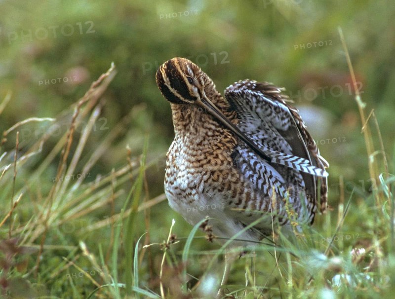Common snipe, gallinago gallinago, snipe, birds, charadriiformes, leo, limicols, snipe birds, scolopacidae, birds, waders, waders