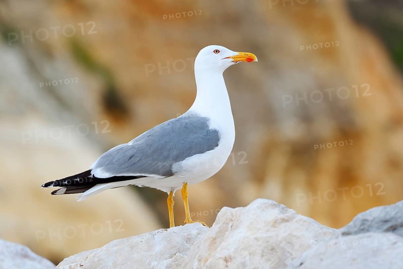 A Mediterranean gull (Larus michahellis) perched on a rock, Algarve, Portugal