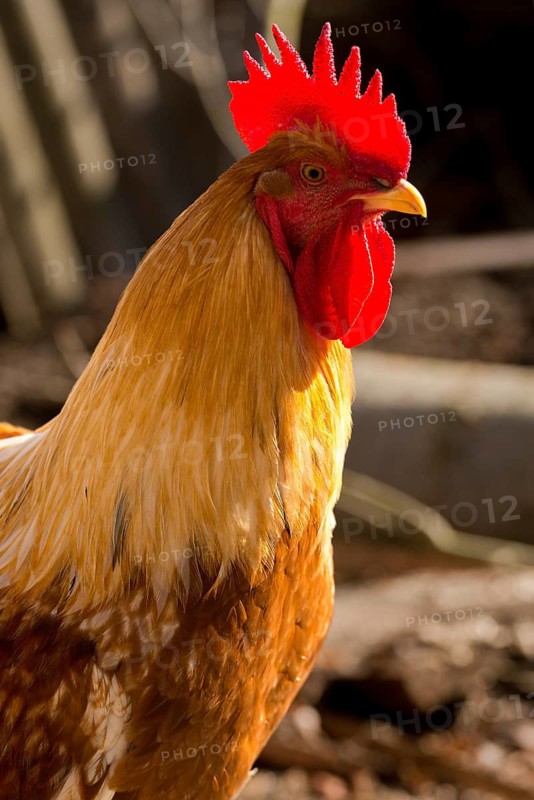 Gallus gallus domesticus, domestic chicken, birds, chickens, domesticated animals, galliformes, rooster, pet, high size, portrait format, chicken, chicken birds, male, birds
