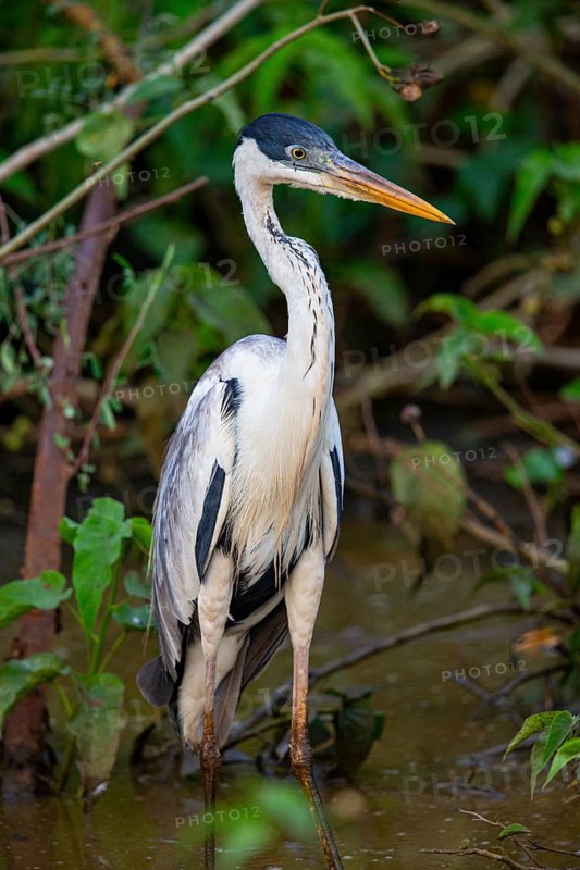 Cocoi Heron (Ardea cocoi) Pantanal Brazil