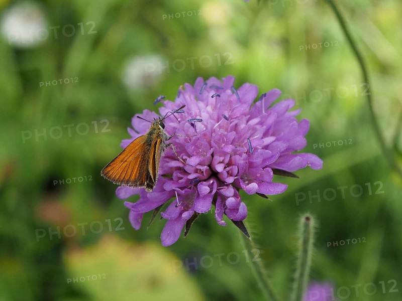 An orange butterfly, the Small Skipper (Thymelicus sylvestris), perches on a finely detailed purple flower, Goms, Canton of Valais, Switzerland