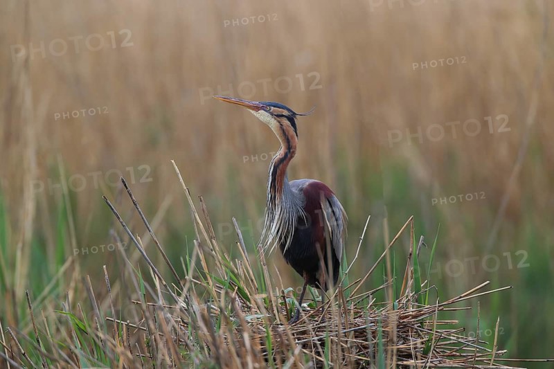 A heron perched on its nest in the reeds, surrounded by green and brown grass, a purple heron (Ardea purpurea) in its nest, Baden-Württemberg, Germany