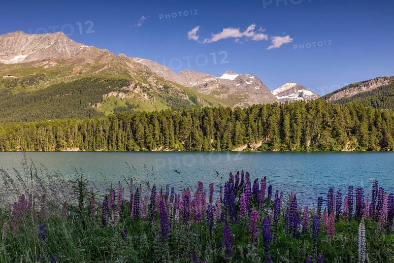 Lupin (Lupinus) against the backdrop of Lake Sils and Piz da la Margna, legume (Fabaceae), Engadin, Graubünden, Switzerland
