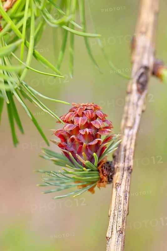 Female flower of larch (Larix decidua), larch blossom, growing into cones, close-up, spring, spring, Wilnsdorf, North Rhine-Westphalia, Germany