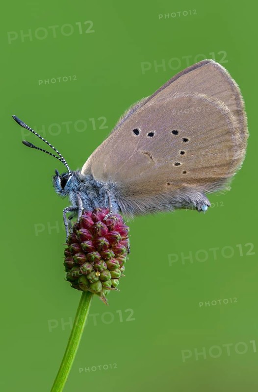Ant blue, dark meadowbutton ant blue, dusky large blue, glaucopsyche nausithous, maculinea nausithous, phengaris nausithous, black blue meadowbutton ant blue, meadowbutton ant blue, butterfly, egg deposition, egg laying, clutch, high size, portrait, insects, insects, butterfly, butterfly