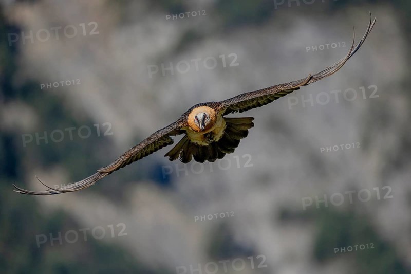 Bearded vulture (Gypeatus barbatus), in flight, Pyrenees, Spain