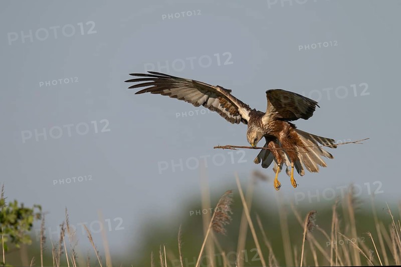 Marsh harrier (Circus aeruginosus), Texel, Netherlands
