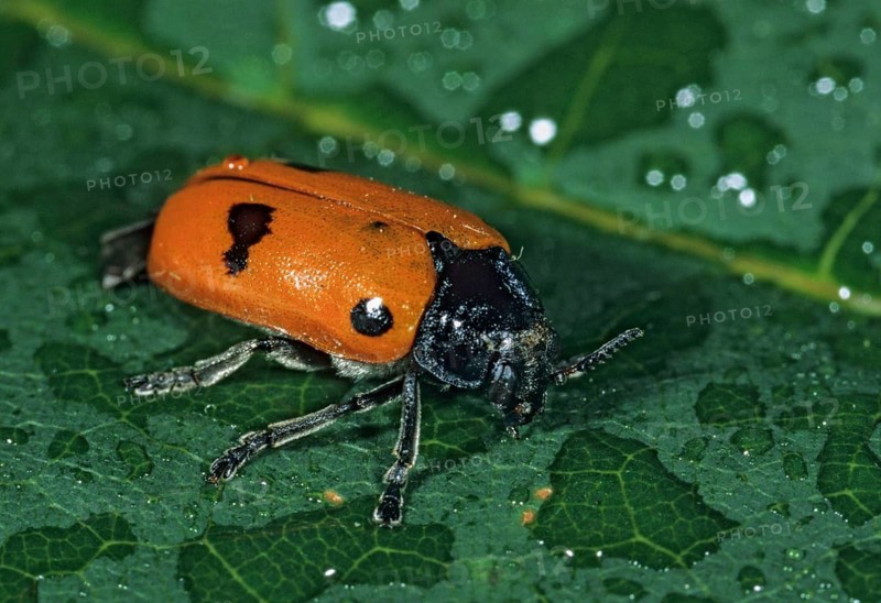 Ant sack beetle, ant bag beetle, Clytra laeviuscula, willow clytra, beetle, coleoptera, insects, beetles, leo
