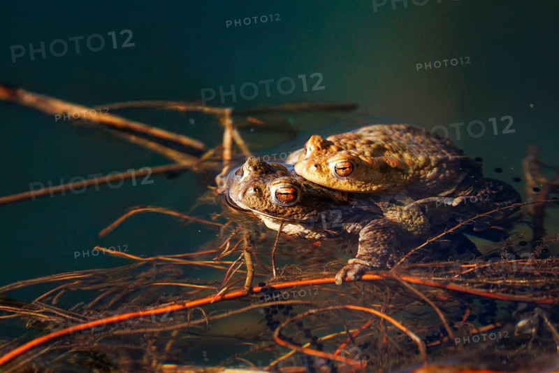 Two frogs are resting on twigs in the water, surrounded by tranquil nature and sunlight, common toads (Bufo bufo), mating, male and female with spawn strings in the water, Hesse, Germany, two frogs lie close together on floating leaves in the water, common toad (Bufo bufo), spawning grounds, close-up, Hesse, Germany