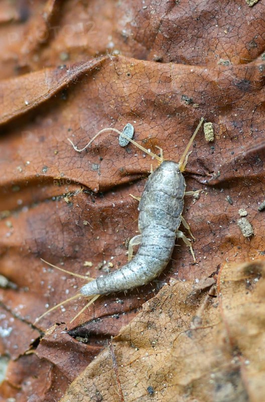 Lepisma saccharinum, silverfish, sugar guest, high size, portrait format, insects, silverfish