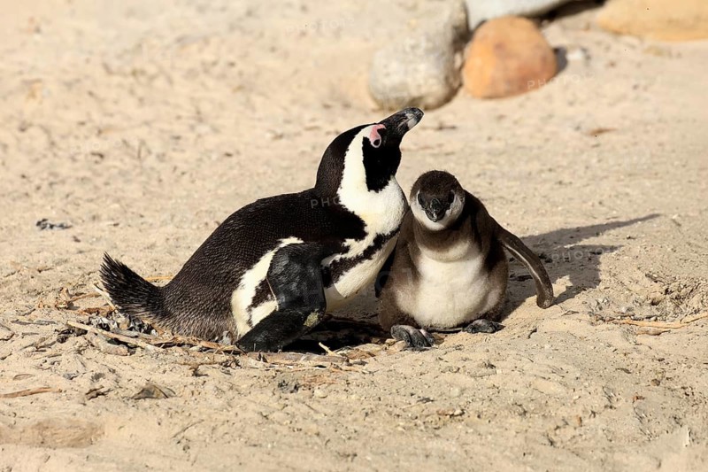 African penguin (Spheniscus demersus), adult, juvenile, chick, nest, beach, Boulders Beach, Simonstown, Western Cape, South Africa, Africa, Germany