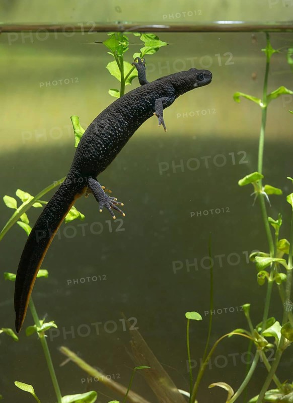Great crested newt, crested newt, northern crested newt, Triturus cristatus, amphibians, amphibians, female, high size, portrait format, amphibians, newt, northern crested newt, warty newt, female