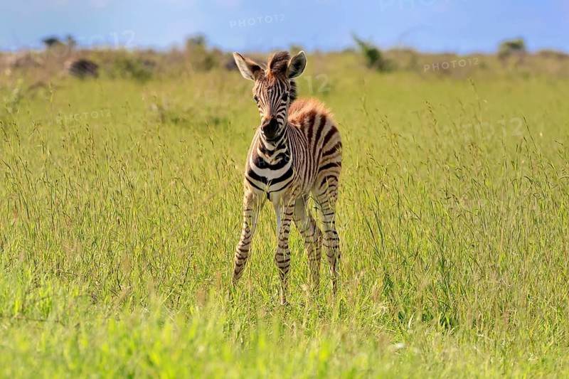 Burchell's zebra (Equus quagga burchelli), Burchell's zebra, young animal, foal, alert, Kruger National Park, Kruger National Park, South Africa