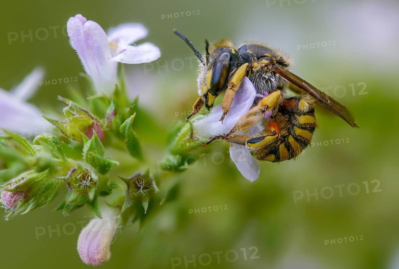 Anthidium manicatum, apidae, bees, European wool carder bee, garden woolbee, large woolbee, hymenoptera, megachilidae, woolbee, insects, insects